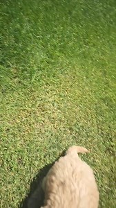 Labradoodle Puppies, chocolate and Apricot. Bella or Rick #labradoodlepuppy #puppy #twinbridgeskennel | Twin Bridges Kennels