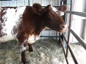 Cow mooing awesomeness