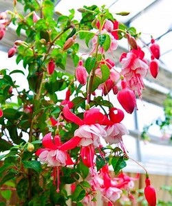 20pcs/pack, Fuschia Seeds Flowers Seeds DG001 - Etsy