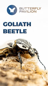 14 reactions | And in this corner, weighing in at 100 grams…is the...