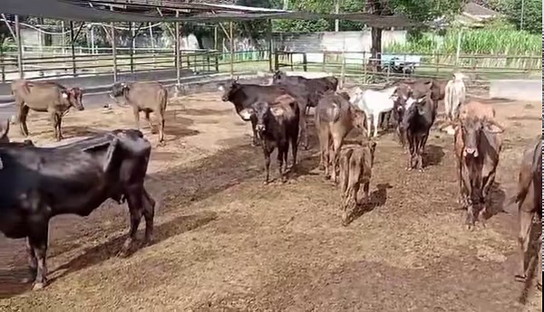 A few have been sold but we still have few remaining available cattle for re 🏡 Wagyu cross young cows Wagyu cross calves Dm or contact Paul Alcoreza @ 09178018860 - We have a delivery to davao de oro and bukidnon this week… pwede pa po magpasabay! | Adelaide River Farms