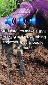 🔊🔊🔊 VOLUME UP🔉🔉🔉 Stridulate: to make a shrill creaking noise by rubbing together special bodily structures. A freshly rehoused female Monocentropus balfouri in threat posture and stridulating. #monocentropus #balfouri #monocentropusbalfouri #socotraislandbluebaboon #stridulating #stridulation #tarantulasofinstagram #arachnidsofinstagram #spidersofinstagram | Andrea Arachnid
