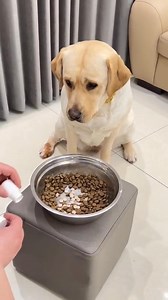 Why are you telling me fuck you 🖕 why are you insulting me Very #funnydogs #shortsvideos #Trump #funnyvideos #shortsreels #funny #fun #short #share #facebookreels #family | Amb Excellent Chigozirim Victor