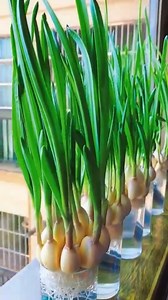 How to regrow garlic from garlic! #Howtoregrowgarlic | How To Make