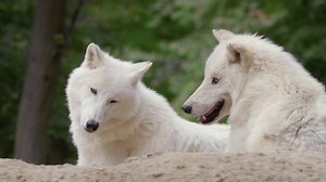 Arctic Wolf Canis Lupus Arctos Pack Stock Footage Video (100% Royalty-free) 1070223607 | Shutterstock