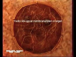 Hujayra yadrosi tarkibi va tuzilishi. cell nucleus. ядро клетки.