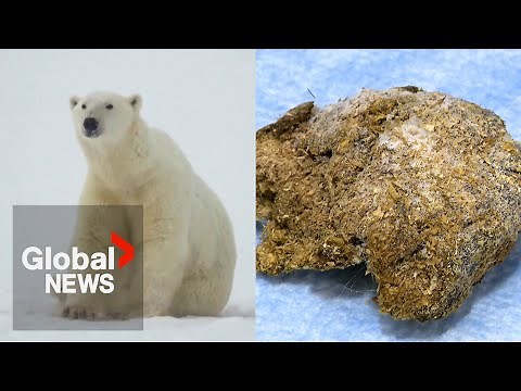 Polar bear poop sheds light on protected species