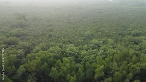 Ariel view shot of Sundarban, which is one of the biggest tiger reserve forest in Asia. Stock Video