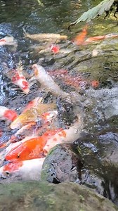 40K views · 910 reactions | Kolam koi natural dan sungai buatan #kolamalami #naturalpond #kolamnatural #sungaibuatan #kolamgeomembran #kolamkoi | Ruly Iswanto | Facebook