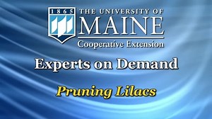 How to Prune a Lilac Bush