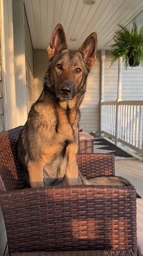 The cutest German Shepherd ever ! #reels #dog #sadiethesableshepherd | Sadie the sable shepherd