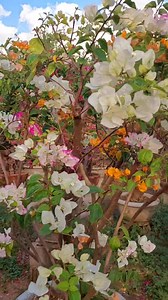 2.2K views · 94 reactions | 3,500 pick up only ... Loc: brgy Curareng alcala pangasinan | Garden/Farm Of Danie Sam | Facebook