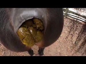 first Horse poop of 2023