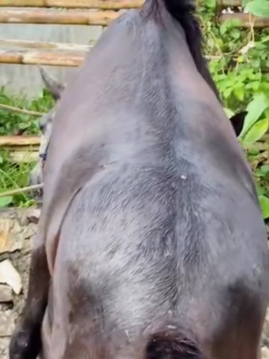 equine Breeding ✨ #lifestyle #equine #horse #animals | Equestrian