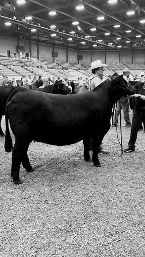 welcome to Regal Cattle — we’re glad you’re here🤍 featuring REGAL Paris 320 | Regal Cattle