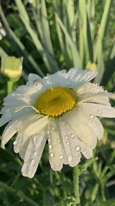 Macro Close-up Blooming Doronicum Flowers Dew Stock Footage Video (100% Royalty-free) 3905711453 | Shutterstock