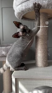 2.5K views · 184 reactions | “Ciara” ❣️ gorgeous #minskin girl! #devonrex #kittenplay #kittylove #kittensofinstagram #devon #kittens #meowdel #love #purr #hellokitty #blackcat #blackcatsofinstagram #blackcats #blackcatsrule #whiskers | Lilnudists Sphynx & Bambino Cattery | Facebook