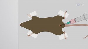 ビデオ: 大腸癌のPDOXマウスモデルの生成:マウスモデルにおける大腸癌の進行の研究 - 実験