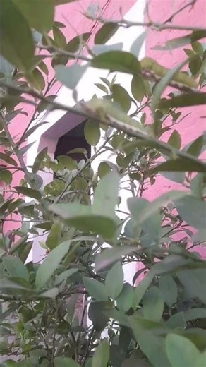 Lemon tree 🐛 caterpillar #citrusfruit