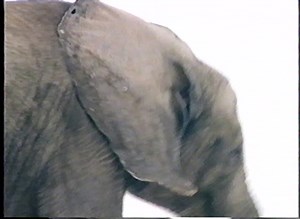 1994 VHS • Eyewitness Elephant 60 FPS