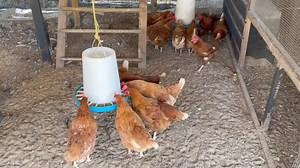 Here is some more chicken Information that can help you. #iamlarrybjr | Larry Brown Jr.