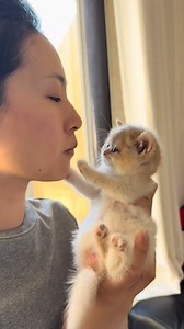 50K views · 1.3K reactions | Little kisses, big feelings #catlover #cute #cat #pet #kitten #animals | Panda Cat | Facebook