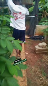 While stocking up a Free_Range snail farm for a client. 🐌🕺 #snailfarming #farmsetup #oluzfarm | Oluz farms & Agro consults