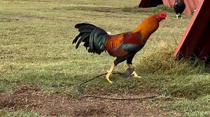 104K views · 6.2K reactions | Iron Creek on Reels | Facebook