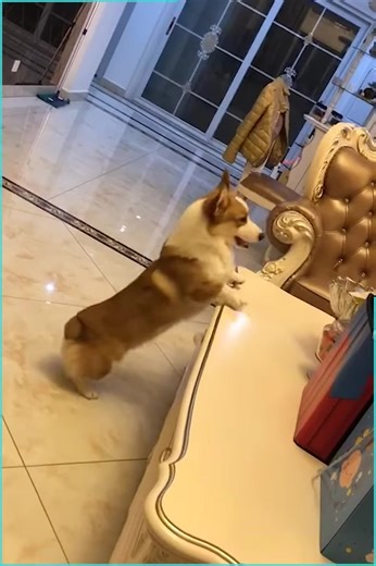 3.5K views | These Are The Shortest Dogs You Will Ever See | PUP National Service Training Program - NSTP | Facebook