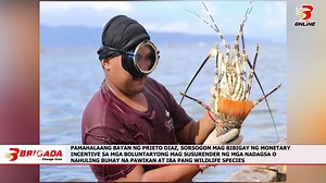 PAMAHALAANG BAYAN NG PRIETO DIAZ, SORSOGON MAG BIBIGAY NG MONETARY INCENTIVE SA MGA BOLUNTARYONG MAG SUSURENDER NG MGA NADAGSA O NAHULING BUHAY NA PAWIKAN AT IBA PANG WILDLIFE SPECIES | 101.5 Brigada News FM Sorsogon | Facebook