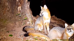 3.5K views · 230 reactions | Moose, Bears, Bobcats & Fox! #wildlifewonders of Western Massachusetts. If you’re in need of a #2026calendar , I have about a dozen left so ORDER yours before they’re gone! See my PROFILE for order info. • $21 w/ 1st Class • $26 with USPS Priority or $38 for 2. • https://tinyurl.com/2026CRWildlifeCalendar | CR Wildlife Cams | Facebook