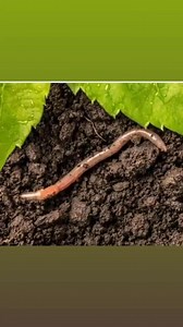 3.1K views · 20 reactions | FOR GAMBLERS. Spiritual work to see...