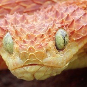 293K views · 345 shares | If you’re afraid of snakes, just remember that up to 70% of snake bites to humans are provoked by the bitten human. | National Geographic Animals | Facebook