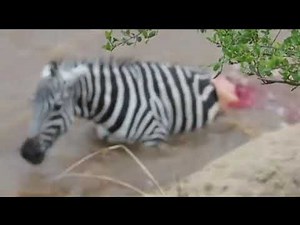 zebra eaten alive