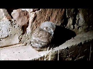 apprivoiser un bébé chouette !