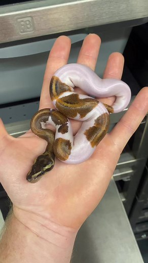 Mahogany Yellowbelly Pieds are so pretty. | Ball Pythons 101
