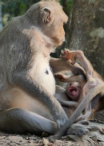 9.5K views · 356 reactions | OMG... Monkey Button she is not allow baby monkey more drink milk, baby monkey crying angry mom button not allow sweet milk, really lovely baby monkey. | Lovely Monkey | Facebook