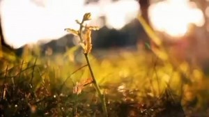 PEABO BRYSON _ WHY GOODBYE ( LYRICS ) | Marlon Villaflores Arellano