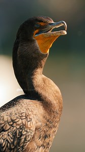 101K views · 2K reactions | Double-crested Cormorant Bird Calling Wincent 7Tbqs #nature #wildlife #bird | HAWI Studios | Facebook