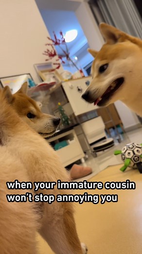 1.1M views · 19K reactions | Average sibling experience #doge #shibainu #9gag | 9GAG | Facebook