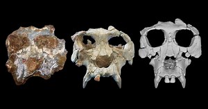 Crânio de macaco recriado no computador reforça elo com evolução humana