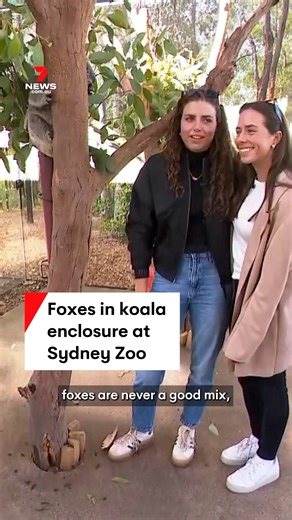 14K views · 106 reactions | Keepers at Sydney Zoo have named their newest koala joey 'Fox' after sisters Jess and Noemie, who both won gold at the 2024 Paris Olympics. #zoo #zoos #sydneyzoo #koala #koalababy #koalajoey #babykoala #koalas #jessfox #jessicafox #noemiefox #paris2024 #ParisOlympics2024 #parisolympics #olympics #olympics2024 #7NEWS | 7NEWS Sydney | Facebook
