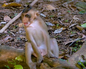 3.8K views · 221 reactions | Cry.. Cry emotional.. Poorest baby monkey Shiloh so hungry milk crying tantrum looking for mum nursing milk | Monkey Jane Family | Facebook