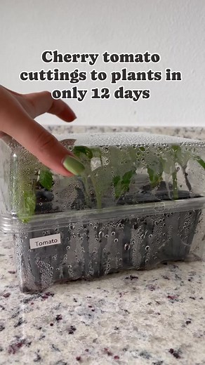 We just posted about these @nakedrootplanters seed starting tray kits and how we propagated dozens of free clones of pollinator and tomato plants. 12 days later, we have visible ROOTS!!! We are still living between two homes and the new garden is not yet established so we will pot them up soon before they are planted in their permanent spots. So excited because this is way faster than starting from seed!!! Use code svh20 for 20% off these affordable trays at our website, or say “Naked Root” and 