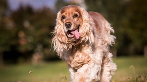 Cocker Spaniel Shakes With Pure Excitement Whenever She Sees Guests in the Yard