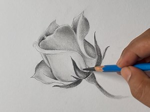 How to draw a rose #rose #pencil #shading #drawing #howtodraw | Paintings