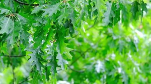 Juicy Green Oak Foliage Quercus Palustris: стоковое видео (без лицензионных платежей), 1104213303 | Shutterstock