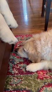 29K views · 2.1K reactions | Dis Bubba gots DROOLS.  Drool Expert, Bubbacini | Along Came Polly, Rosie and Bubba | Facebook