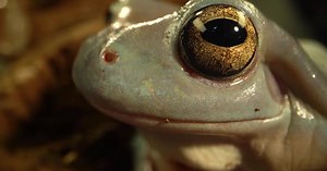 Australian Green Tree Frog Sitting Against Wooden Snag in Black Background. Close Up