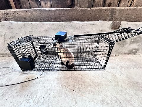 Trap Trigger, Installed on a Humane Live Cat Trap